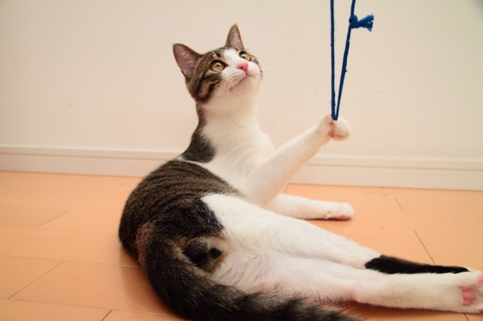 （写真:芳澤ルミ子）