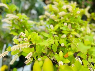 【花屋実践】春から秋まで眼福♡ずぼら激推し良コスパの姫リョウブって？