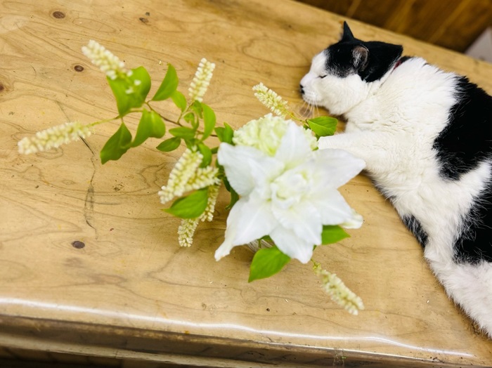今日も良いウンチが大量に出て昼寝が健やかやで byさぶ店長／無断転載禁止（C）コクハク