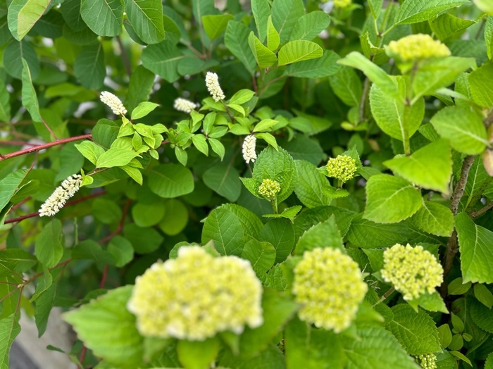 「こんなとこに挿したっけ？」な姫リョウブ。無計画にも程がある／無断転載禁止（C）コクハク