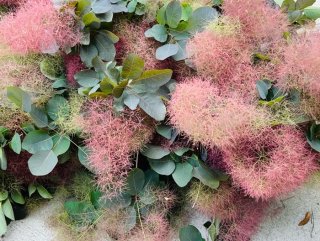 何じゃコレー！モクモクの正体は開運の木「スモークツリー」♂♀どっち？