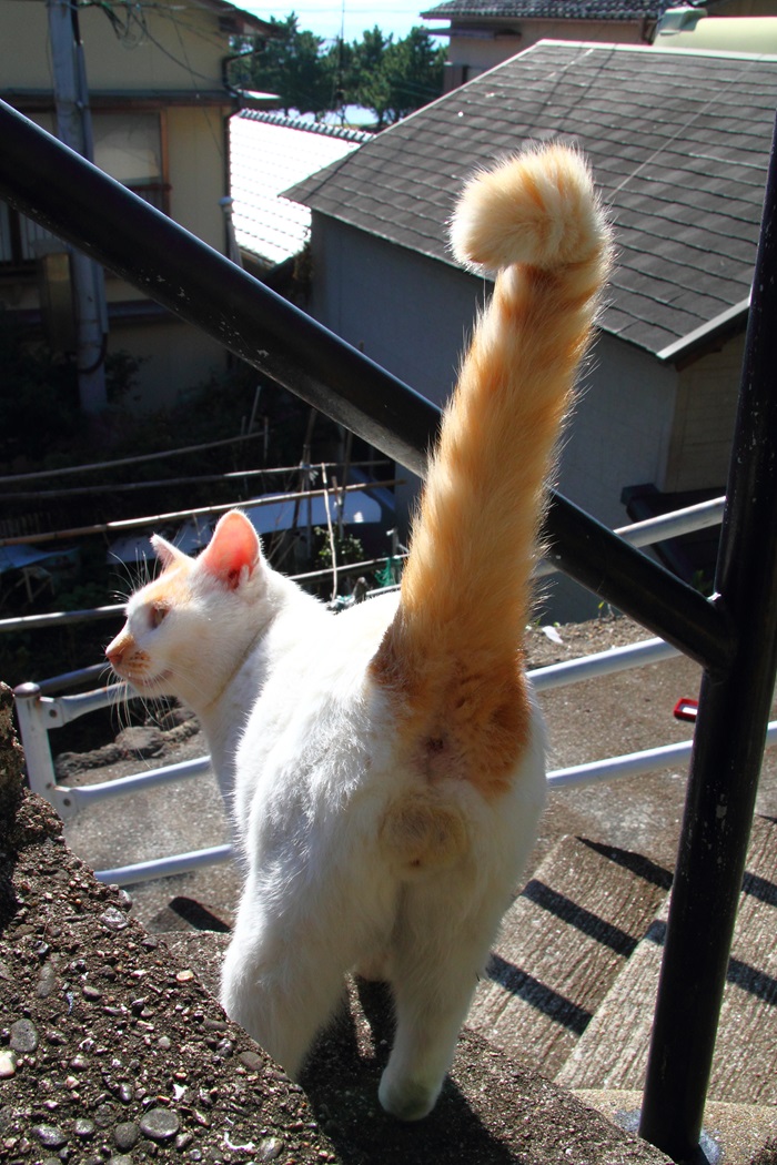 （写真:芳澤ルミ子）