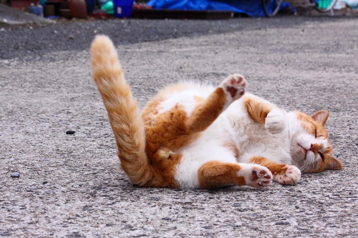 （写真:芳澤ルミ子）