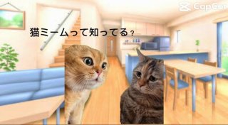 トレンド入り「猫ミーム」インフルエンサーの投稿じゃないのになぜバズる