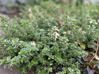 マダラ模様のタイム。常緑なので冬場もキレイよ／無断転載禁止 （C）コクハク