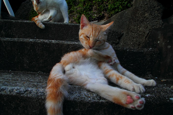 （写真:芳澤ルミ子）