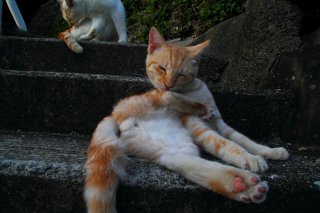 今日は大事な集会にゃん♪ お手入れに余念のない“たまたま”を激写