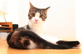 去勢手術直前！ 驚きを隠せない少年“たまたま”キュートな瞳