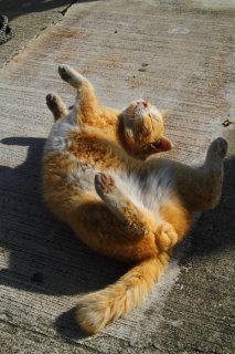 無重力空間みたい！ クネクネころんな“たまたま”君をパチリ