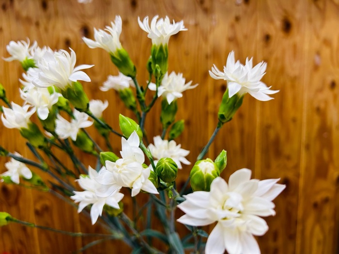 「スタースノー」は我が店のマストアイテムやで　byさぶ店長／無断転載禁止 （C）コクハク