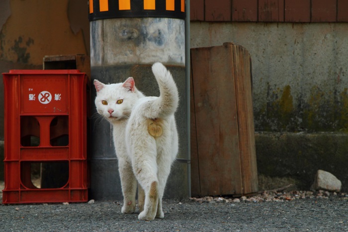 気高いオーラにゾクゾク！ コワモテ“たまたま”の意外な素顔（写真:芳澤ルミ子）