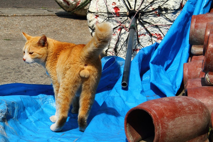 （写真:芳澤ルミ子）