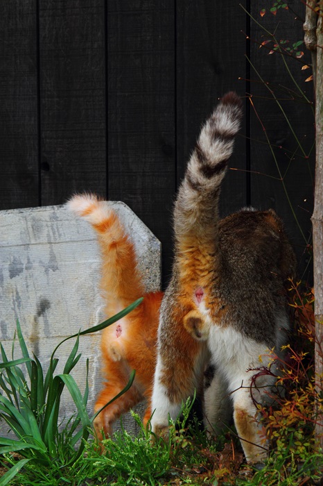 （写真:芳澤ルミ子）
