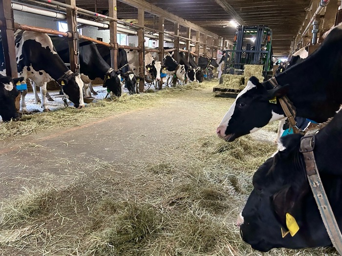 牛ちゃんの頭も触れて大満足。乳搾りもできて最高。できれば家で飼いたい／無断転載禁止 （C）コクハク