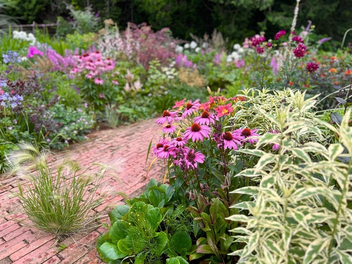 宿根草「エキナセア」や「フロックス」がめっちゃ見ごろを迎えておりました／無断転載禁止 （C）コクハク