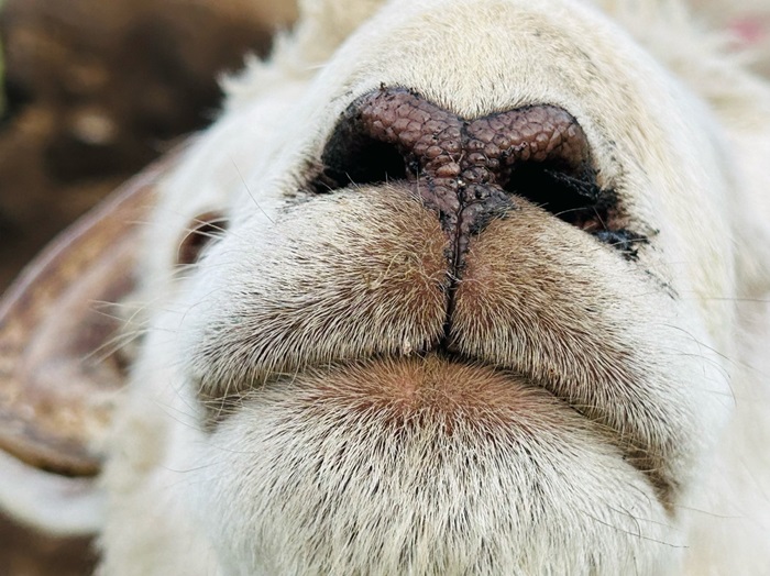 羊とヤギの声って「志村けん」さんがめっちゃ叫んでる時に似ててワロタ／無断転載禁止 （C）コクハク