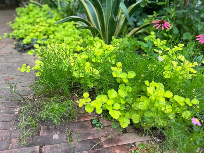 こんなグランドカバー素敵すぎ／無断転載禁止 （C）コクハク