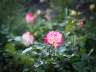 意中の彼と“宿泊デート”。自宅まで押しかけ、時計の針は21時を過ぎた。