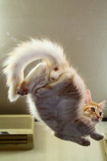 透明ボードの下から失礼しますよ♡ 不思議＆かわいい空飛ぶ“たまたま”