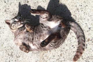 くねくねコロンは信頼の証♡ 無防備な“たまたま”をガン見しちゃおう