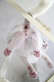 背徳感がたまらにゃい♡ ガラステーブルの下から見る涼し気“たまたま”