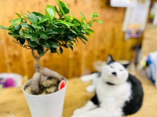 夏場の観葉植物、様子が変！間違った育て方、救済法、最新便利グッズまで