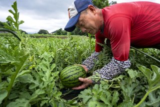 【独自】すいかばか初の“夕方専用すいか”、気になる出来栄えは？