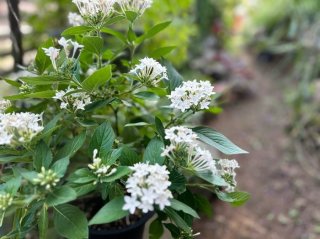 酷暑で園芸瀕死でも夏のお助け花「ペンタス」、どんだけ咲いてくれるのw