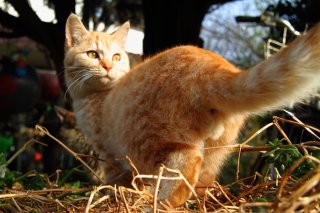 癒しと勇気を与えるにゃ！ 天使みたいな“たまたま”にロックオン