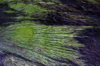 水の中の緑のカーテン