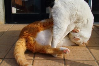 見せ場もばっちりにゃん! プロレスごっこの“たまたま”が可愛すぎる~