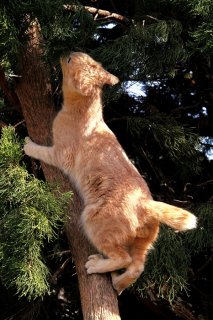 ライバルに差を付けろ！ 木登り上手な“たまたま”のアピールタイム