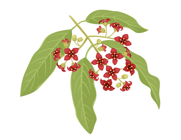 サンダルウッドの花言葉は「想い」「温もり」「品格」など（写真:iStock）