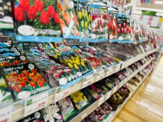 球根をお得に買うなら秋! でも植えるのは“待ち”が正解。「秋植え」のベストタイミングはいつ?