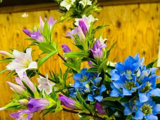 「リンドウ（竜胆）は仏花」と決めつけるのはもったいない！ “花が咲くリンドウ”を楽しんで