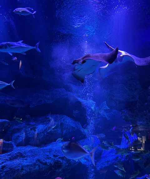 気だるげに泳ぐエイにシンパシー。（写真:新井見枝香／無断転載禁止）