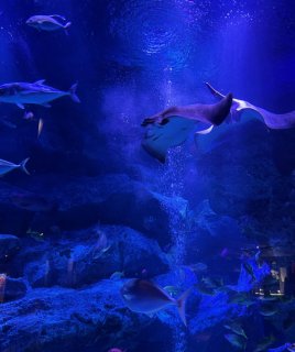 気だるげに泳ぐエイにシンパシー。（写真:新井見枝香／無断転載禁止）