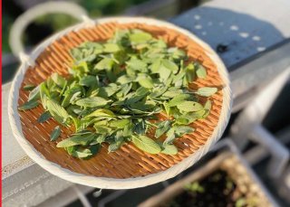 残念ばーさんにはなりたくない! 平均年齢70代の“おじさまの海”で学ぶ