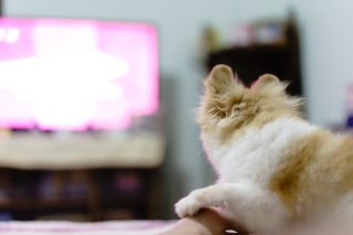 【募集】冬ドラマ何見る？『べらぼう』『家政夫のミタゾノ』『日本一の最低男』など期待＆ガッカリ教えて！