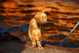 まるで物語のワンシーン！ 静かに佇む美しきシルエットの“たまたま”