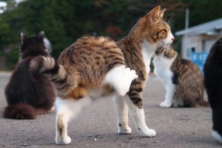 「にゃんたまの日」制定まだ? “たまたま”の尊さを広めて称えあおう