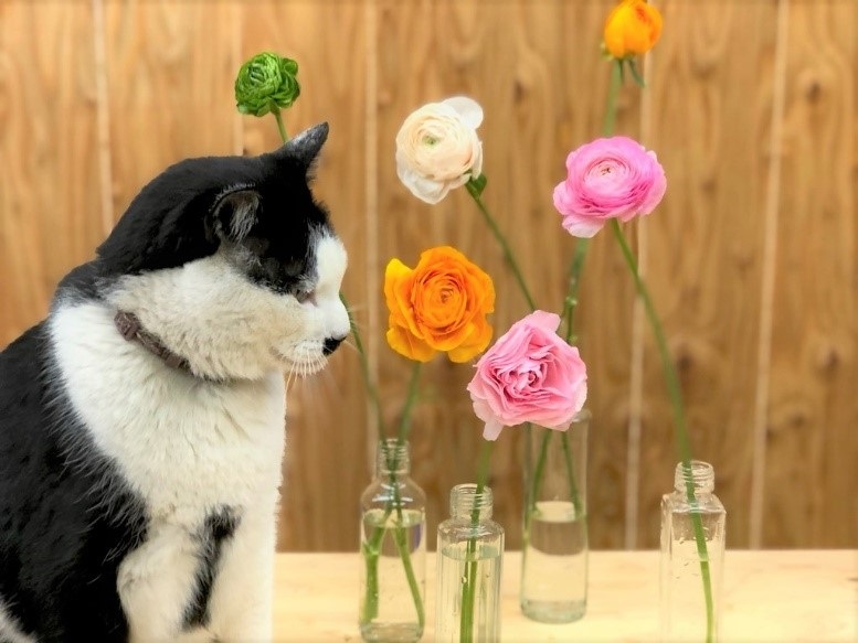 春の花の代表格／無断転載禁止（C）コクハク