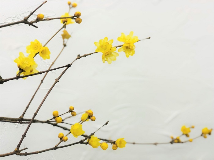 いい香りの蝋梅にうっとり／無断転載禁止（C）コクハク