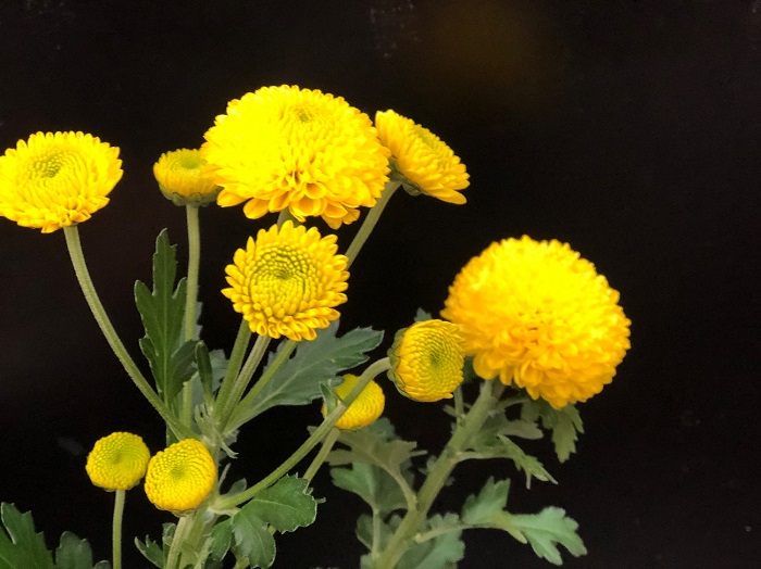 日持ち抜群！／無断転載禁止（C）コクハク