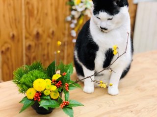金運を上げる花5選！植物で開運を狙う基本のキ。黄色いお花だけではない【開運花師おすすめ】