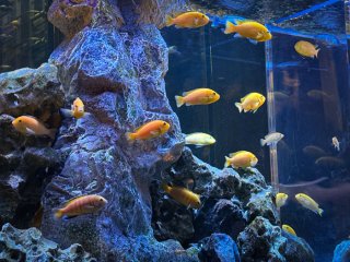 推し活も夜の娯楽も“色恋営業”がなくちゃ面白くない!? 51歳独女が実践する「傷付かない楽しみ方」