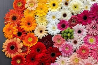 「ガーベラの首グッタリ問題」4つの復活方法。春が100倍楽しい「変わり咲きガーベラ」は猛烈おすすめ!