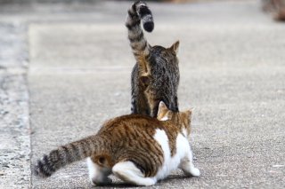 「かかってこいや！」攻撃待ちの“たまたま”が余裕の挑発？ プロレス開幕の予感にワクワク