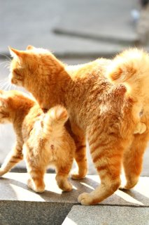 尊すぎる！ 親子“たまたま”に遭遇♡ パパを超える日は来るかな？