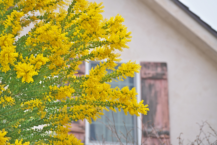 いい感じに育ったのに（写真:iStock）